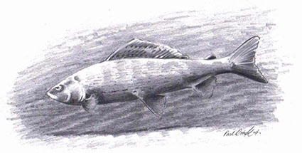 Fish illustration by Paul Cook 
